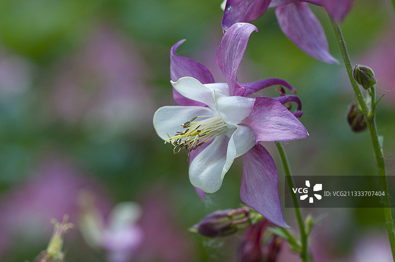 花园中盛开的Ancolie图片素材