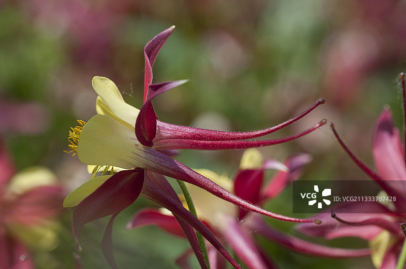 花园中盛开的Ancolie图片素材