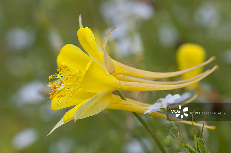 花园中盛开的Ancolie图片素材