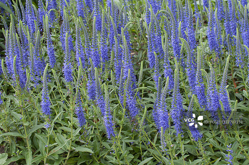 花园中盛开的花朵图片素材
