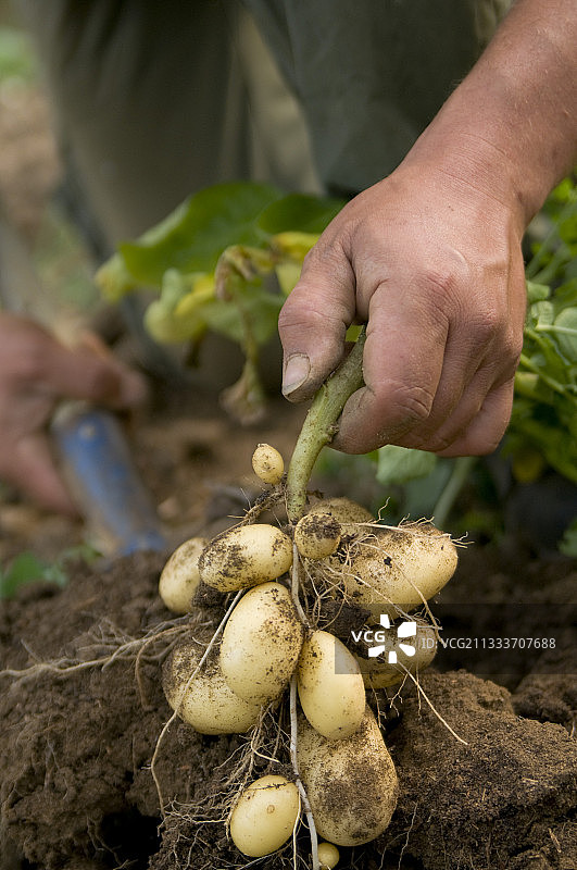 法国丰特奈马铃薯的收获图片素材