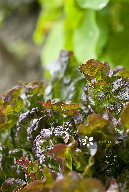 法国花园里的红叶野莴苣图片素材