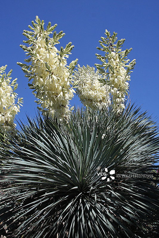 法国普罗旺斯植物园中的丝兰花图片素材