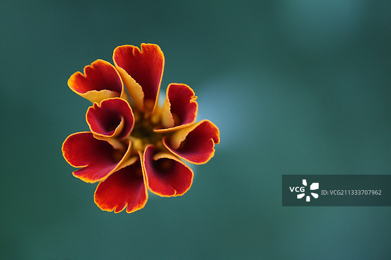 法国瓦尔省早晨的万寿菊图片素材