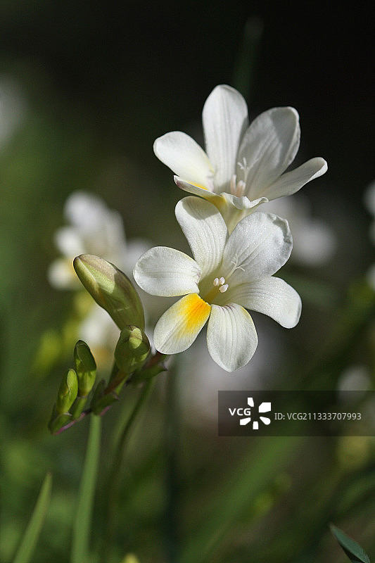 法国瓦尔省植物园的春季小苍兰花图片素材