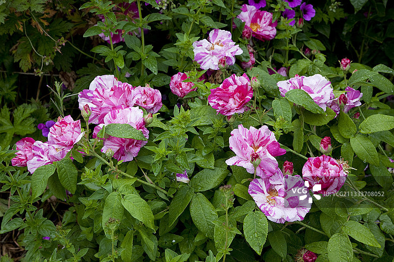 花园中盛开的变色玫瑰树图片素材