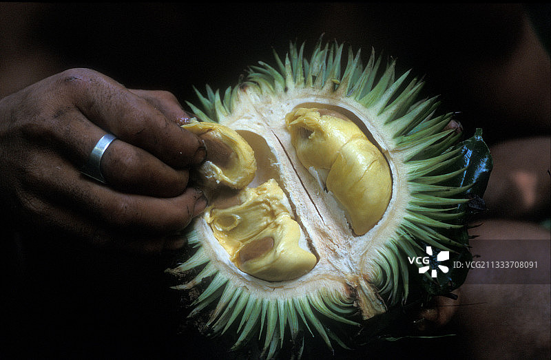 Suku Anak Dalam部落图片素材