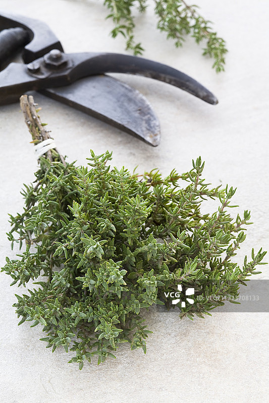 工作台石板上的百里香嫩枝图片素材