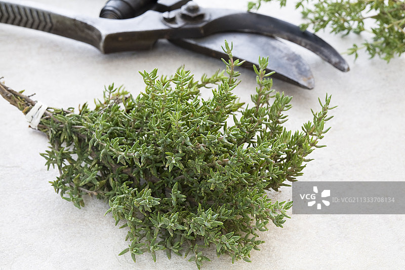 工作台石板上的百里香嫩枝图片素材