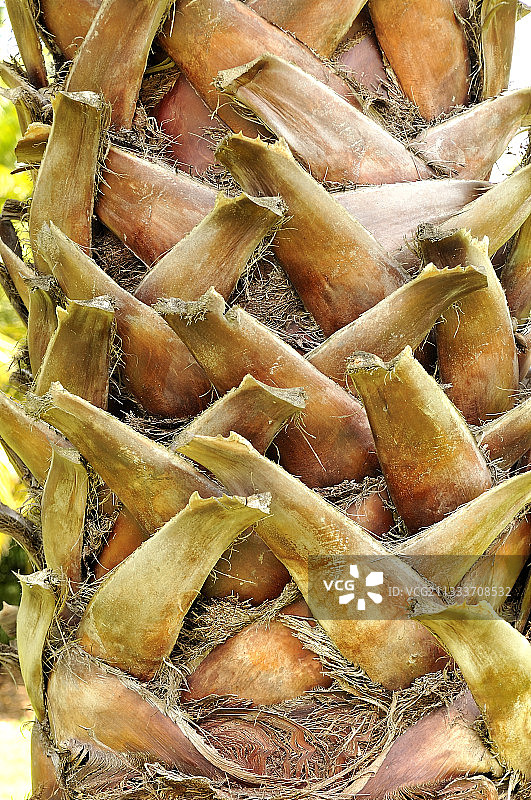 墨西哥扇形棕榈树的树干和叶子图片素材