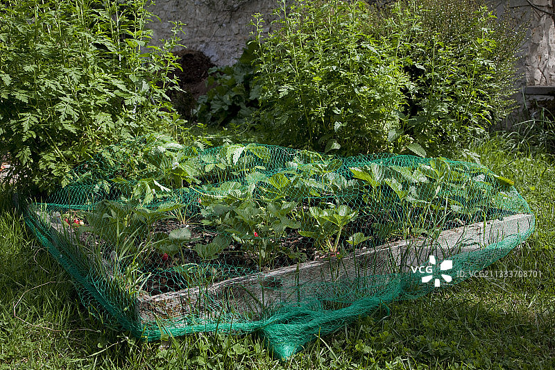 菜园中草莓上的防护网图片素材