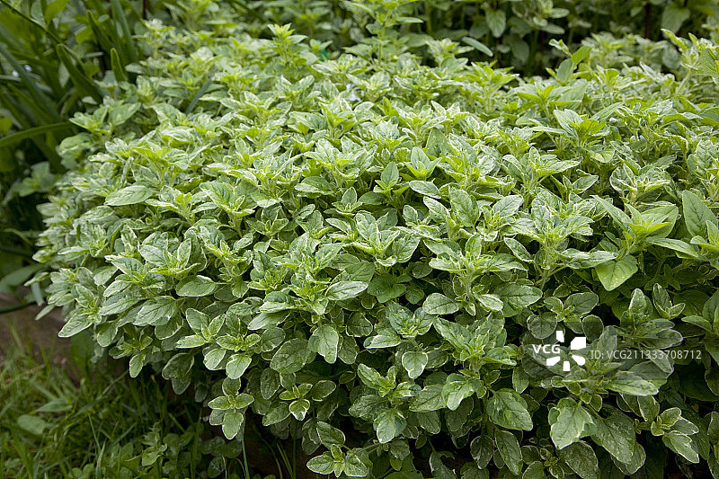 花园中的花叶牛至图片素材