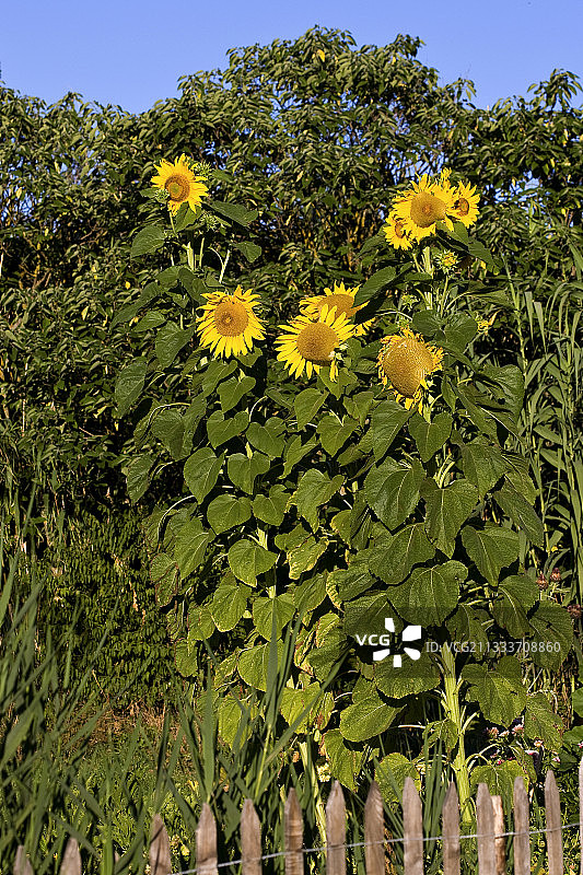 法国普罗旺斯盛开的巨型向日葵图片素材