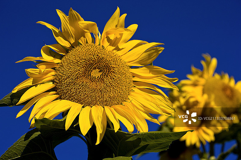 法国普罗旺斯巨型向日葵图片素材