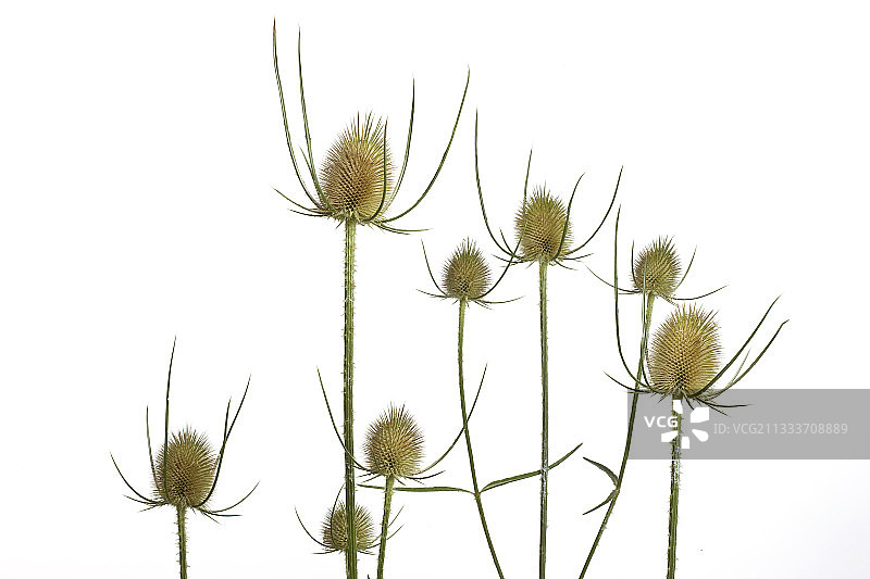 白色背景上的野生风车草图片素材