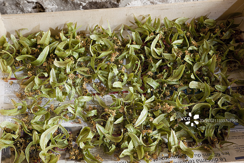 托盘中干燥的椴树花图片素材