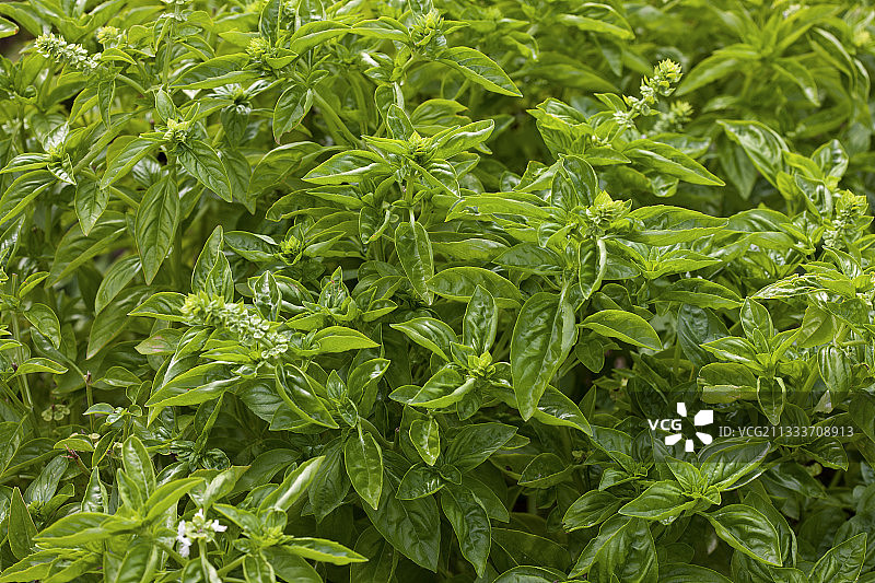 法国普罗旺斯花园里的罗勒图片素材