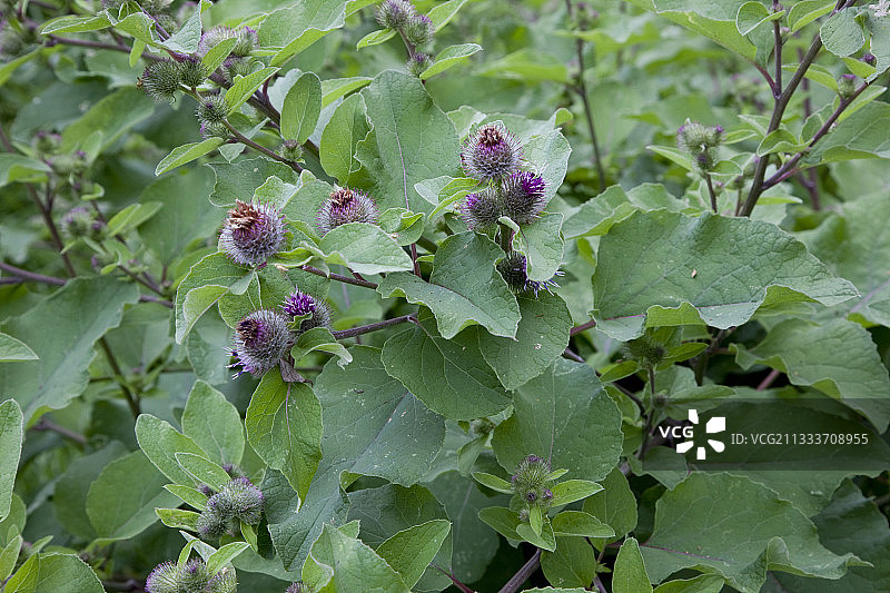 花园中盛开的牛蒡图片素材