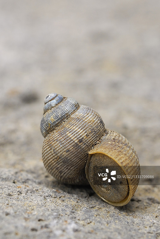 法国石头上的圆口蜗牛图片素材
