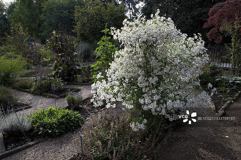 意大利帕多瓦植物园的白色翠菊图片素材