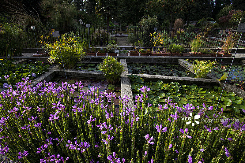 意大利帕多瓦植物园的水生植物图片素材