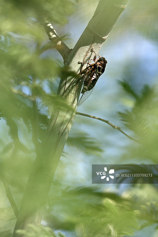 法国夏季，普通蝉在含羞草上鸣叫图片素材