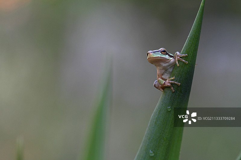 雨后叶子上休息的地中海树蛙图片素材