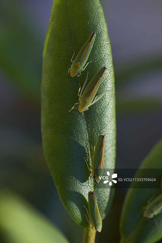 叶蝉是杜鹃花疾病的传播媒介图片素材