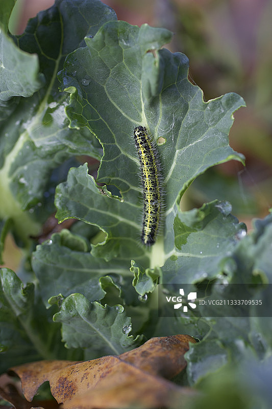 菜叶上的卷心菜毛虫，法国图片素材