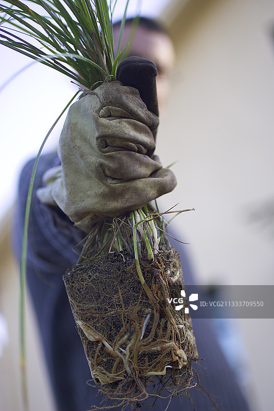 从花盆中取出的草皮，显示根部图片素材