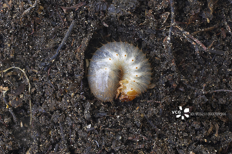 堆肥中的丽金龟幼虫图片素材