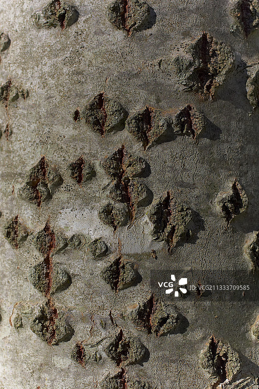 法国白杨树干上的皮孔图片素材