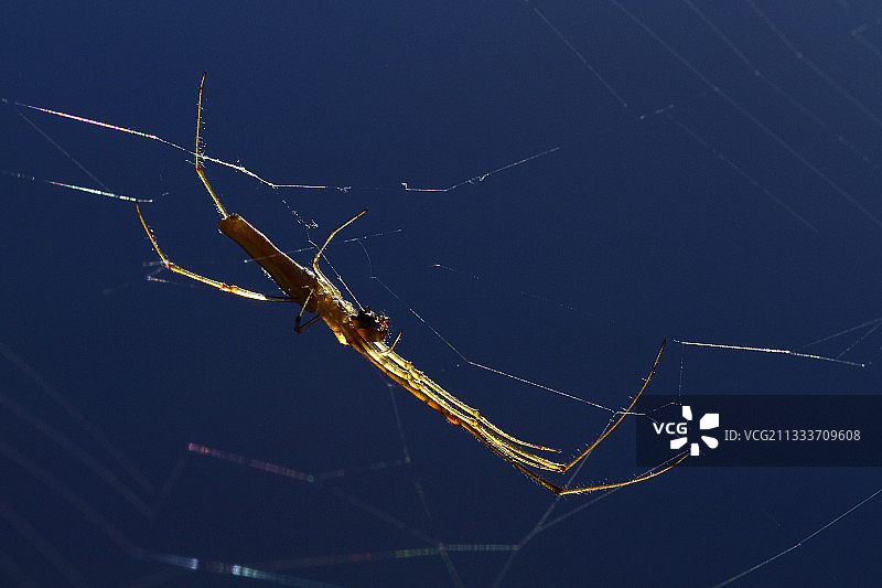 法国池塘花园里织网的筏蛛图片素材