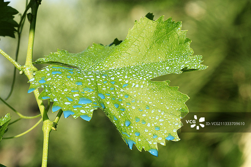 法国葡萄叶上的硫酸铜图片素材