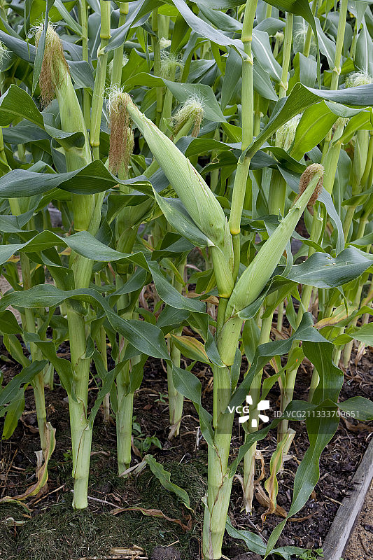 有机花园里的甜玉米图片素材