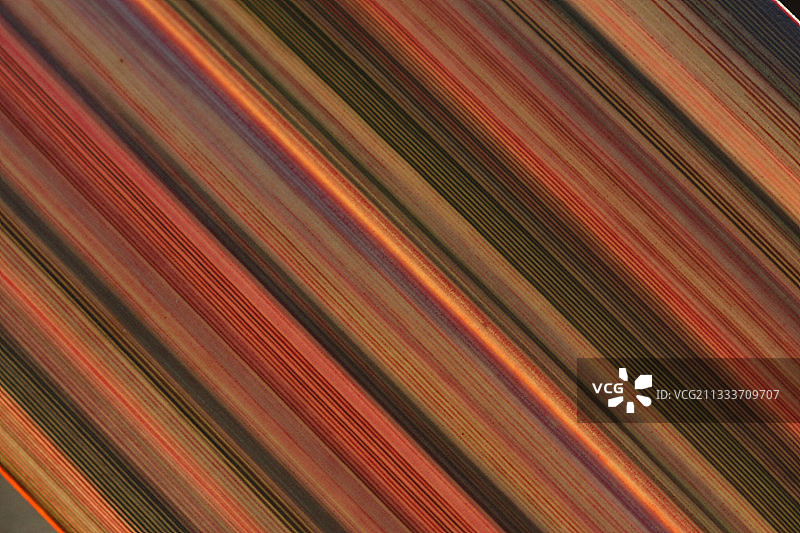 逆光下的新西兰亚麻叶图片素材