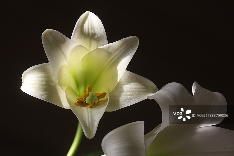 布列塔尼法国春季的圣母百合图片素材