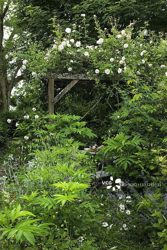 花园花架上的攀援玫瑰图片素材