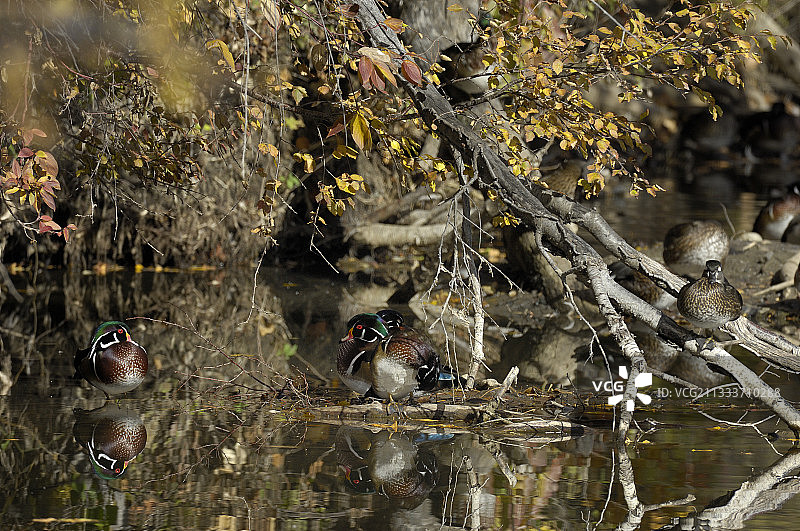 在加拿大卡尔加里 resting 的鸳鸯图片素材