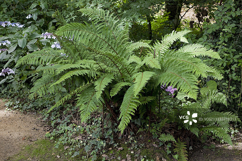 花园中的柔弱盾蕨图片素材