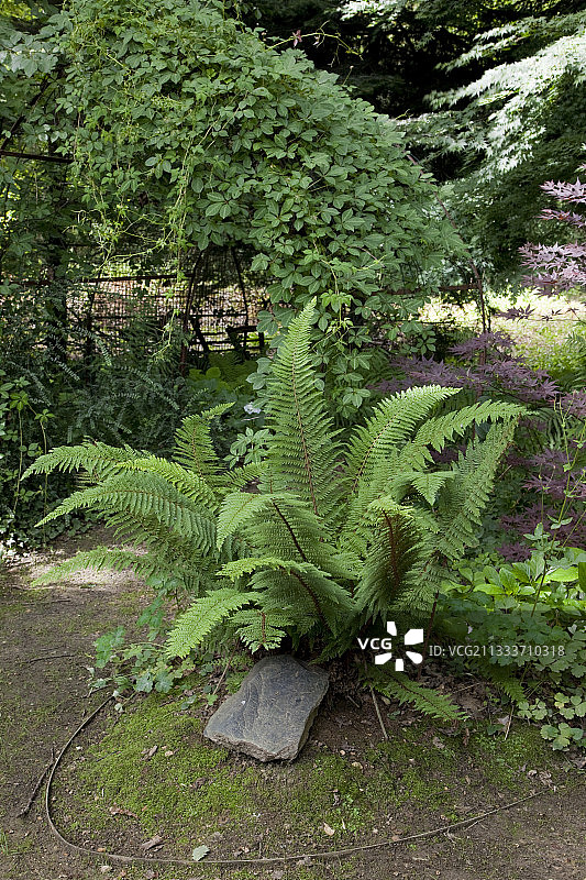 花园中的柔弱盾蕨图片素材