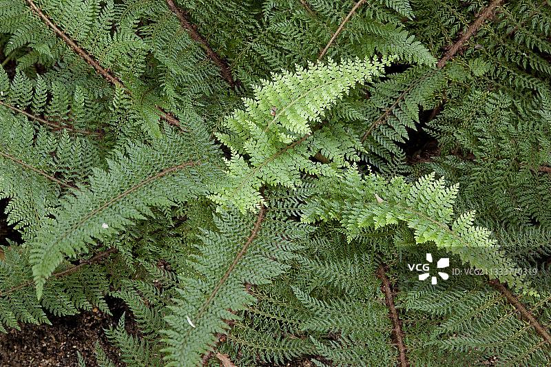 花园中的柔弱盾蕨图片素材