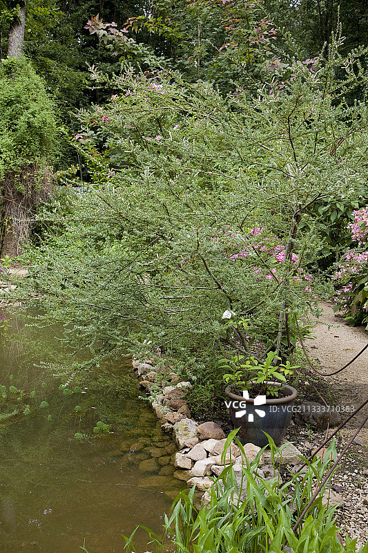 花园里的柳树图片素材