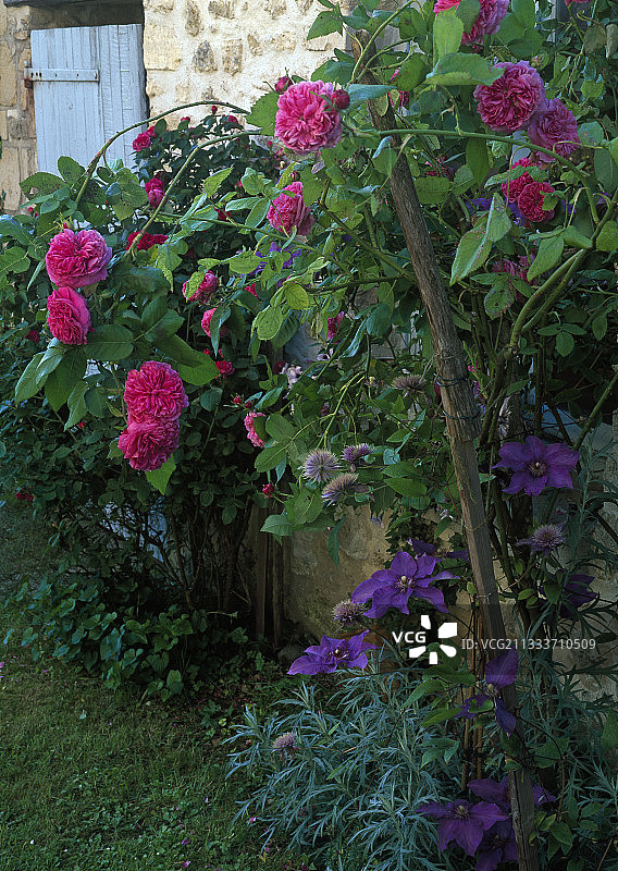 玫瑰树“约兰德·达·阿拉贡”和铁线莲“总统”图片素材
