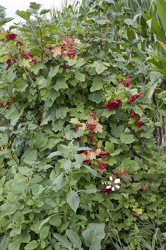 夏季花园里的浆果图片素材