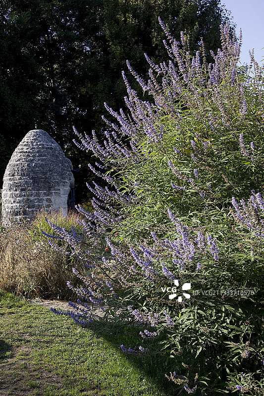 花园里盛开的紫丁香和水井图片素材