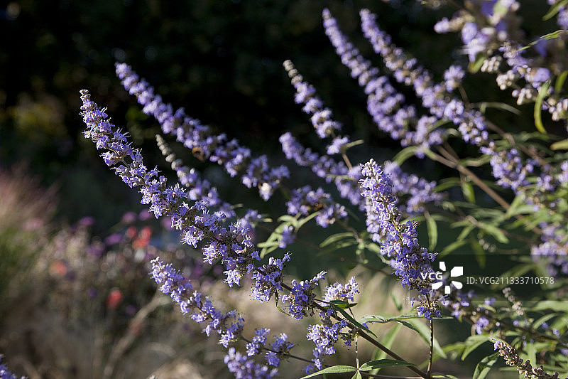 花园里盛开的淡紫色牡荆图片素材