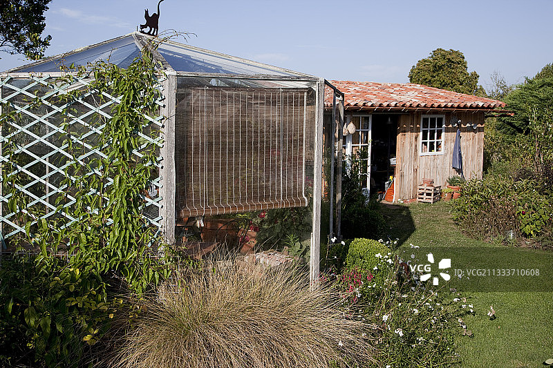 温室花园棚架上的曼德维尔花图片素材