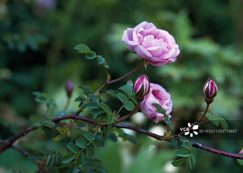Rosa pimpinellifolia 杂交品种图片素材