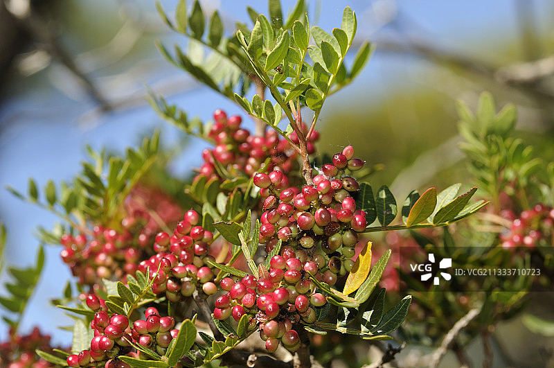乳香黄连木果实图片素材